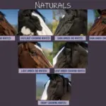 Realistic-Horse-Eyes2-scaled-1