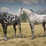 Realistic-Leopard-Appaloosas2