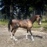 Red-Dead-Arabian4