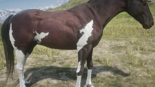 Starter Horse Max Status