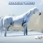 The-redemption-horses