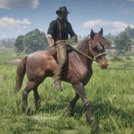Tiger-Striped-Bay-Mustang-Horse-Coats3
