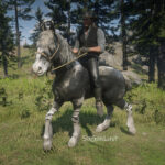 Tiger-Striped-Bay-Mustang-Horse-Coats4