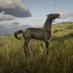 Turkomans2
