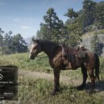 Unused-Trailer-Horse-to-Replace-Mahogany-Bay3