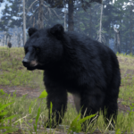 Upscaled Animals Large Mammals2