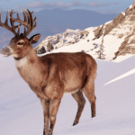 Upscaled Animals Large Mammals3