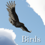 UpscaledAnimals-Birds