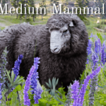 UpscaledAnimals-Medium-Mammals