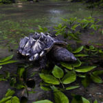 UpscaledAnimals-Reptiles4