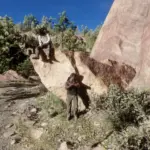 Wapiti-Peds2