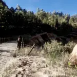 Wapiti-Peds3