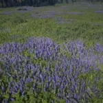 Xtreme-Grass-Enhanced-Grass-and-Foliage-Density5