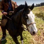 horse-texture3