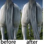 hybrid-horse3