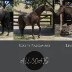 American-Quarter-Horse-Breed2