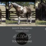 American-Quarter-Horse-Breed4