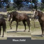 American-Quarter-Horse-Breed5
