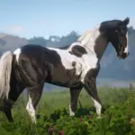 American-Saddlebred-Horse-Breed