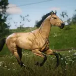 American-Saddlebred-Horse-Breed2