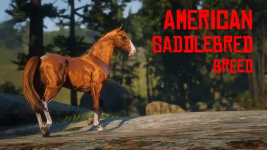 American-Saddlebred-Horse-Breed5-1024x576-1