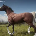 American-Saddlebred4