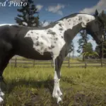 American-Saddlebred5