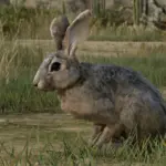 Animal-Fur-Fix4-scaled-1