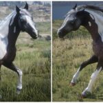 Another-Mod-For-Horse-Coats2-scaled-1