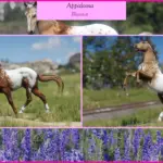 Appaloosas2-scaled-1