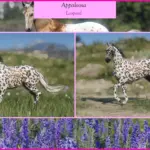 Appaloosas3-scaled-1