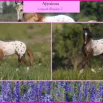 Appaloosas4-scaled-1