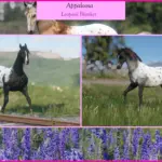 Appaloosas5-scaled-1