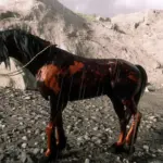 Arabian-Orange-Dapple2-scaled-1