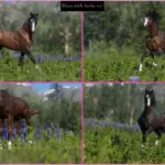 Arabians3-scaled-1