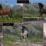 Arabians4-scaled-1
