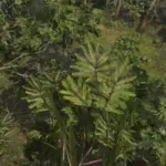 Beta-Swamp-Trees3