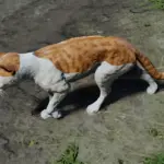 Cats-Redemption4