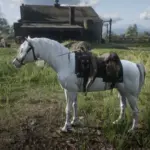 Custom-White-Arabian3