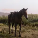 Cut-Beta-Horse-Recreated4