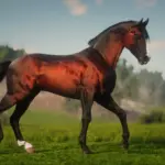 Dareshuri-Horse-Breed2