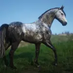 Dareshuri-Horse-Breed3