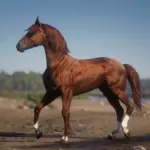 Dareshuri-Horse-Breed4