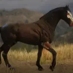 Dark-Horse
