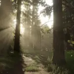 Dense-Tall-Trees2