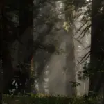 Dense-Tall-Trees4