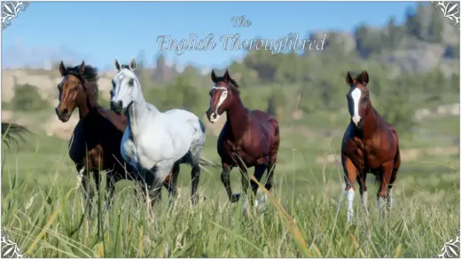 English-Thoroughbred-1024x576-1