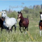 English-Thoroughbred-scaled-1