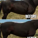 Equine-Texture-Improvements2