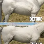 Equine-Texture-Improvements4